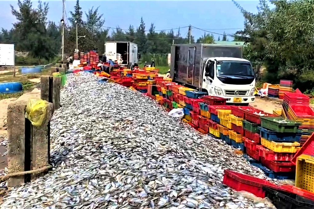 Trúng mùa cá cuối năm, ngư dân chia nhau tiền triệu mỗi ngày - 1 Trúng mùa cá cuối năm, ngư dân chia nhau tiền triệu mỗi ngày - 1