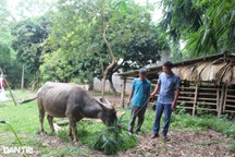 Hết thời bán một con trâu mua được cây vàng, nông dân vừa nuôi vừa lo