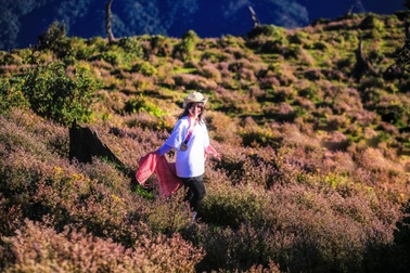 Chìm đắm trong biển mây, hoa tím đẹp như tranh trên đỉnh Tà Chì Nhù