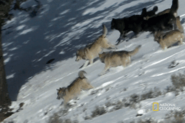 Xem đàn sói phối hợp rượt đuổi con mồi giữa tuyết trắng