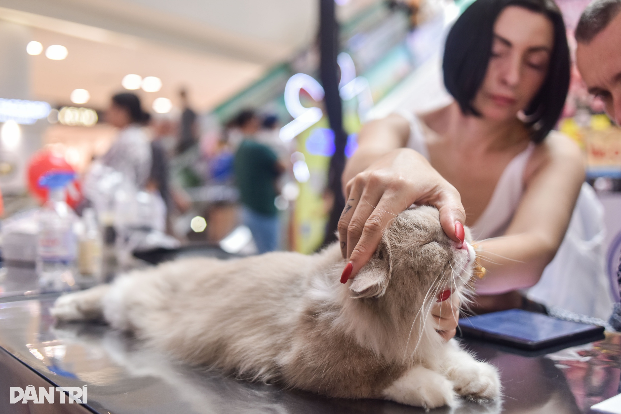 ویتنامی بلی نے جنوب مشرقی ایشیائی بلیوں کی خوبصورتی کا مقابلہ جیت لیا - 2 Mèo Việt Nam thắng giải cuộc thi sắc đẹp mèo Đông Nam Á - 2