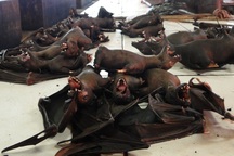 Chợ thú nổi tiếng ngừng bán thịt dơi và rắn vì lo ngại virus corona