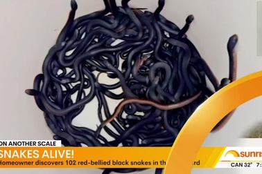 Bắt ổ rắn bụng đỏ cực độc 102 con làm tổ ở vườn nhà dân