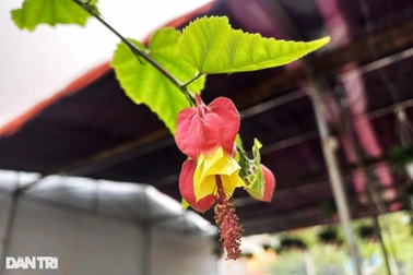 Hoa trạng nguyên, lồng đèn xuống phố "đọ" sắc Tết với đào, mai