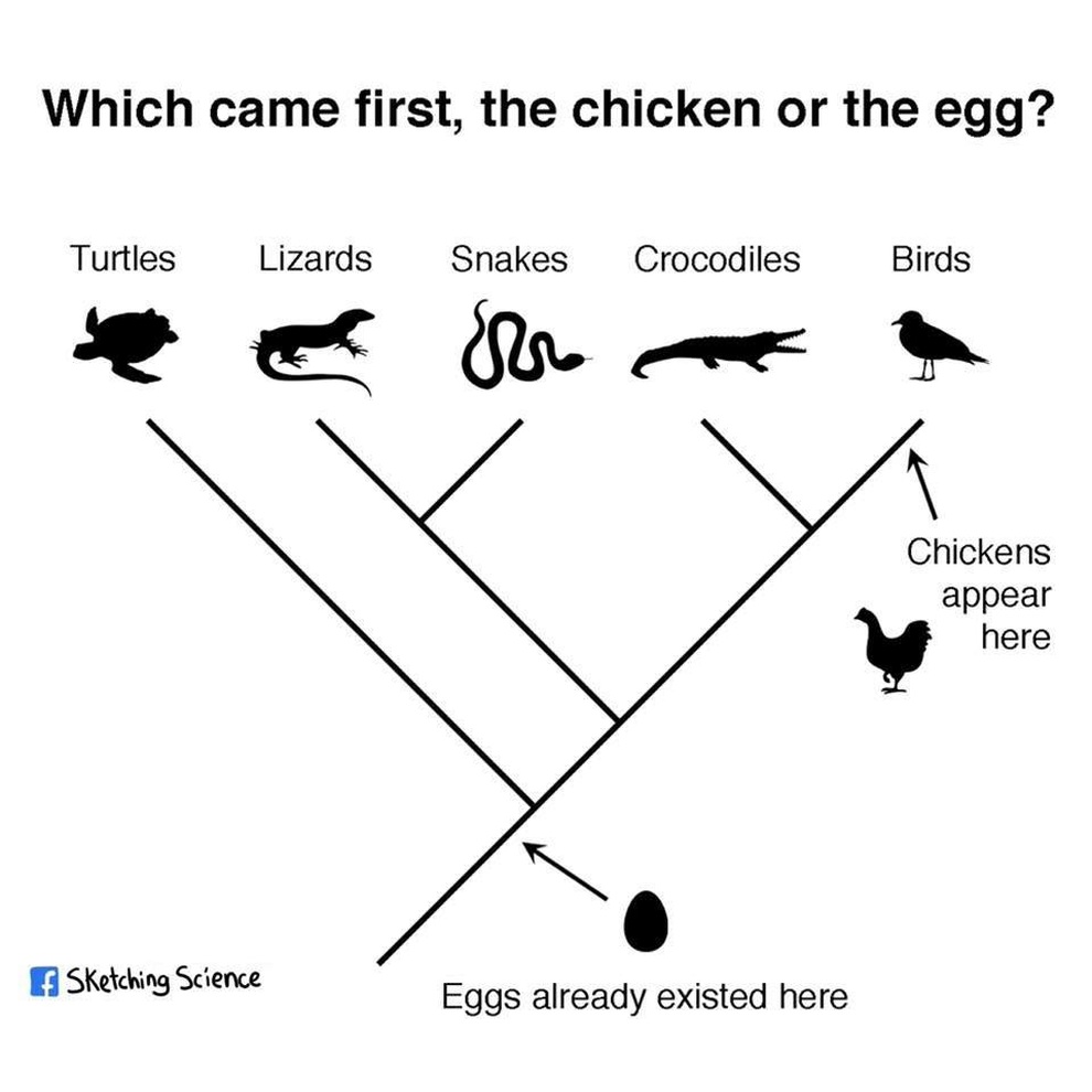 Con gà có trước hay quả trứng có trước? - 5