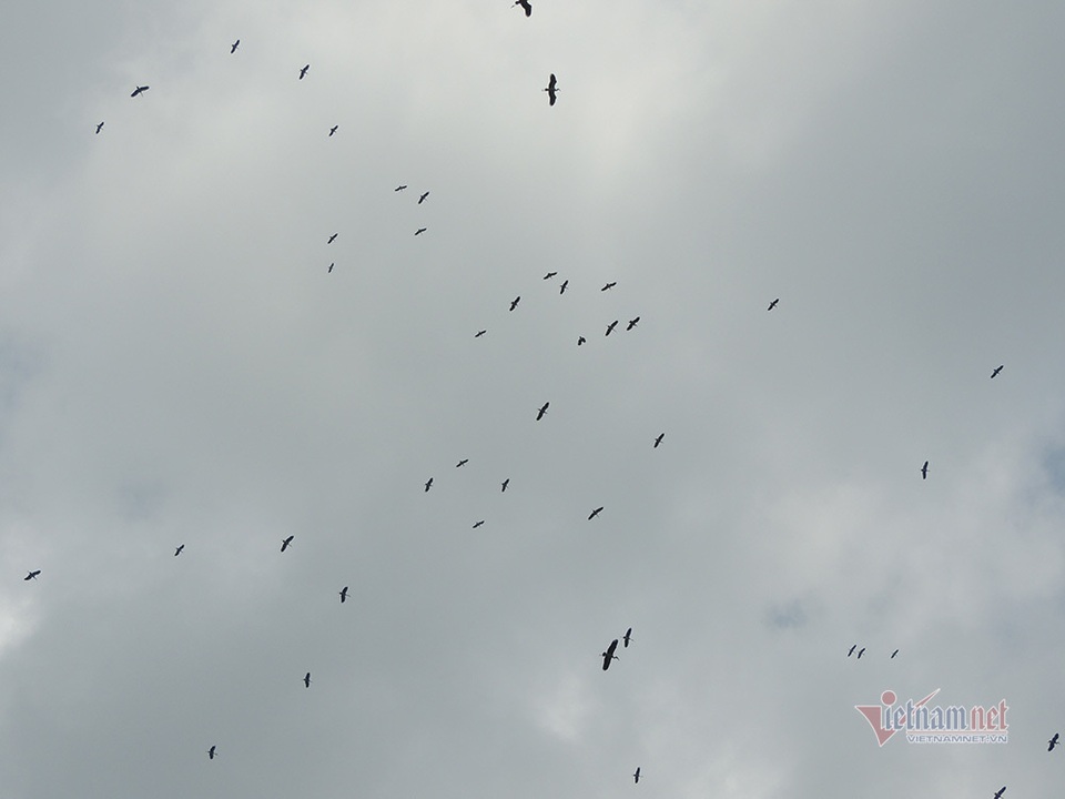 Kỳ lạ, vườn cây bỏ hoang của lão nông miền Tây có hàng nghìn con cò quý hiếm - 5