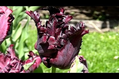 Lạ lẫm hoa Tulip đen