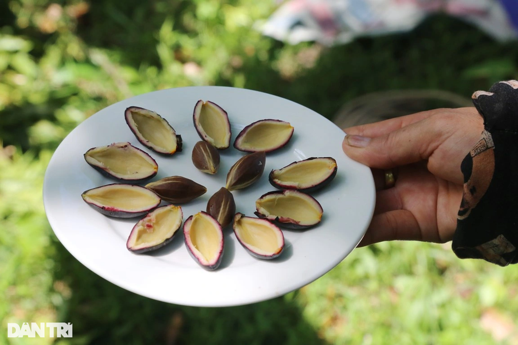 Thương lái tranh mua thứ quả gợi nhớ hương vị những ngày nghèo khó - 11 Thương lái tranh mua thứ quả gợi nhớ hương vị những ngày nghèo khó - 11