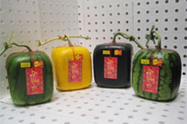 Dưa hấu vuông và những kỷ lục đồng bằng