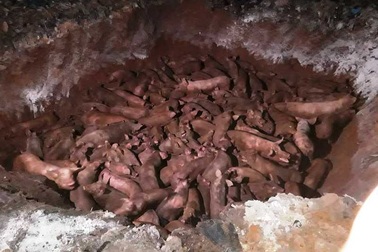 Đề nghị công an vào cuộc vụ vận chuyển lợn nhiễm bệnh dịch tả châu Phi đi tiêu thụ