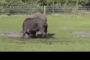 Trâu rừng và tê giác "bất phân thắng bại" trong màn đấu kịch tính