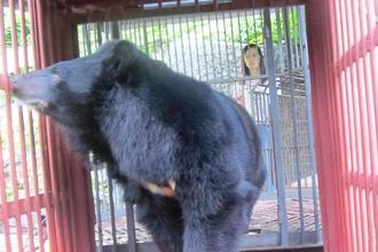 Bảo tồn cá thể gấu cuối cùng của đảo Cát Bà