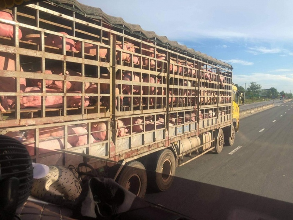 Bi hài thương nhân lỗ tiền tỷ nhập lợn sống từ Thái Lan - 1 Bi hài thương nhân lỗ tiền tỷ nhập lợn sống từ Thái Lan - 1
