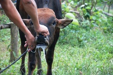 Xuất hiện dịch lở mồm long móng giữa lúc nắng nóng