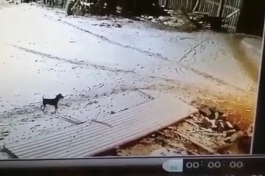 Mất chó nhà, người nông dân tay không giết sói