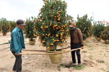 Nghề chở quất thuê dịp Tết: Việc ít, nhân công nhiều