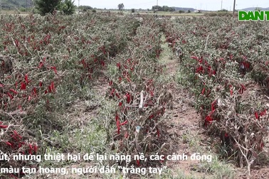 Ruộng hoa màu của người dân vùng rốn lũ Quảng Nam sau lũ giữa mùa hè