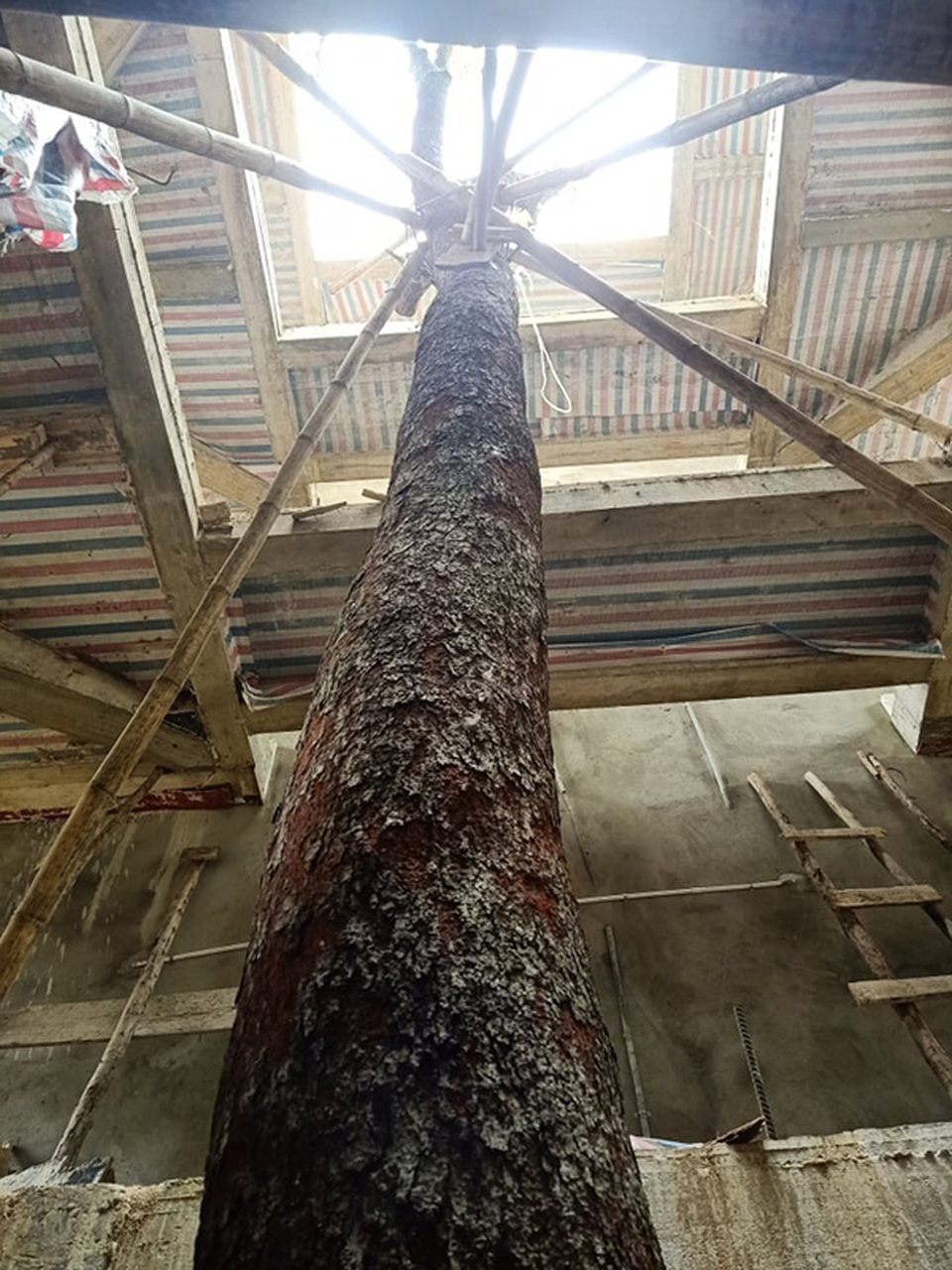 Chuỗi ngày không ngủ của ông chủ ngôi nhà gỗ 30 tỷ vừa tậu cặp cây khủng - 5 Chuỗi ngày không ngủ của ông chủ ngôi nhà gỗ 30 tỷ vừa tậu cặp cây khủng - 5