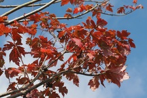 Ngắm phong lá đỏ chuyển màu rực rỡ ở cao nguyên đá vôi cao thứ 2 Việt Nam