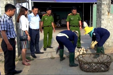 Đình chỉ cơ sở dùng hóa chất tẩy trắng dừa quả bán vào resort