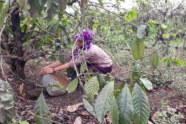 Gia Lai: Chưa bồi thường xong, huyện đề nghị cho mỏ đá hoạt động lại!