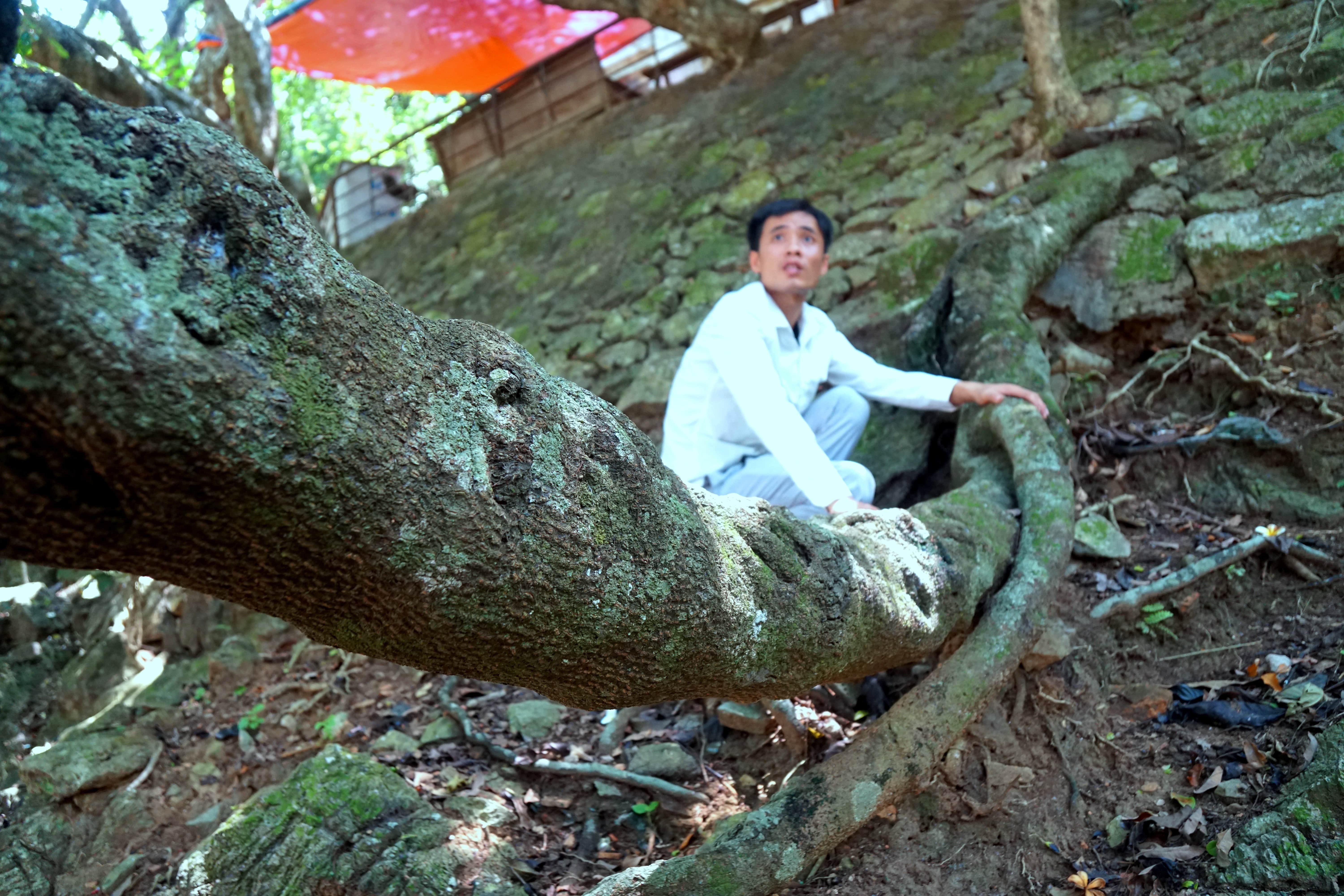 Ngắm cây võng tiên hàng trăm năm tuổi trước cửa động Từ Thức - 9