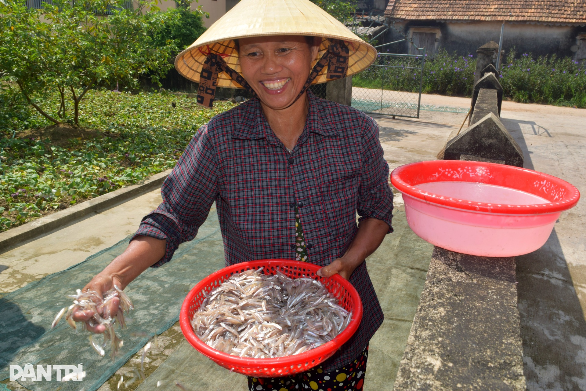 Ngư dân có tiền triệu mỗi ngày nhờ loài cá gần bằng ngón tay - 9 Ngư dân có tiền triệu mỗi ngày nhờ loài cá gần bằng ngón tay - 9
