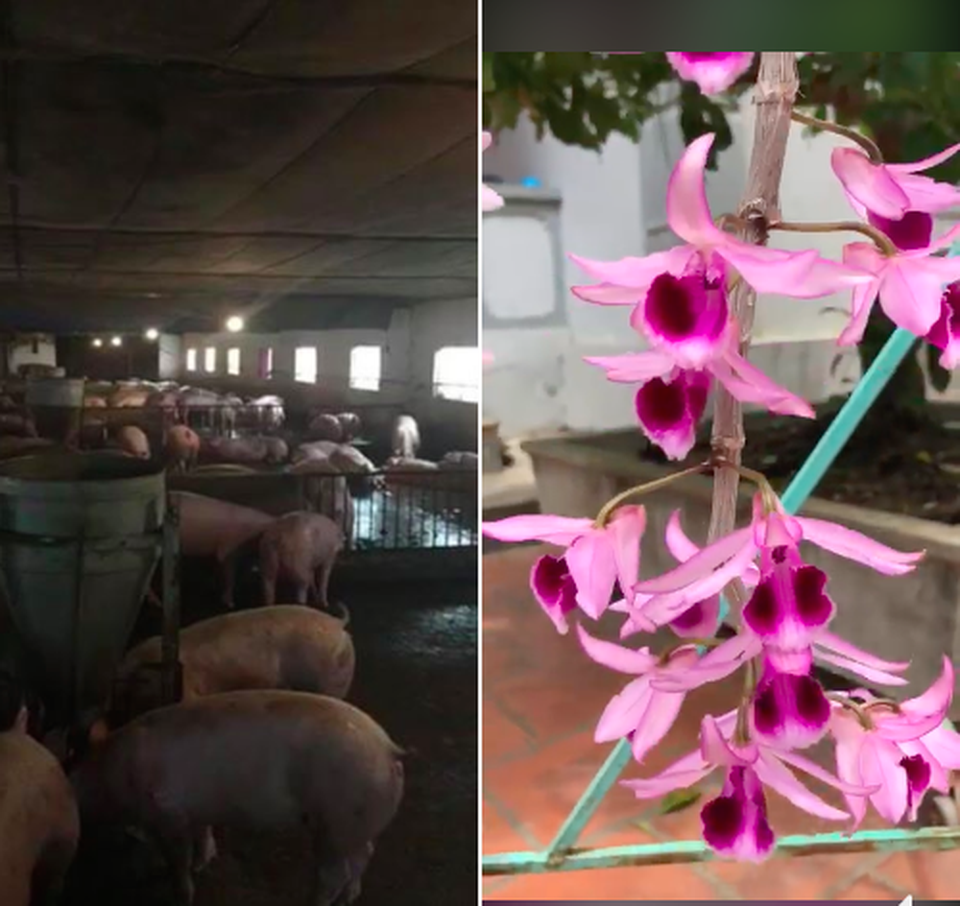 Vì sao chủ vườn lan đột biến chỉ mong sàn giao dịch lan trên mạng đổ sập? - 2 Vì sao chủ vườn lan đột biến chỉ mong sàn giao dịch lan trên mạng đổ sập? - 2