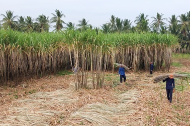 Trồng cây lấy nước ngọt gặp năm giá tốt, nông dân nhẹ tay thu tiền