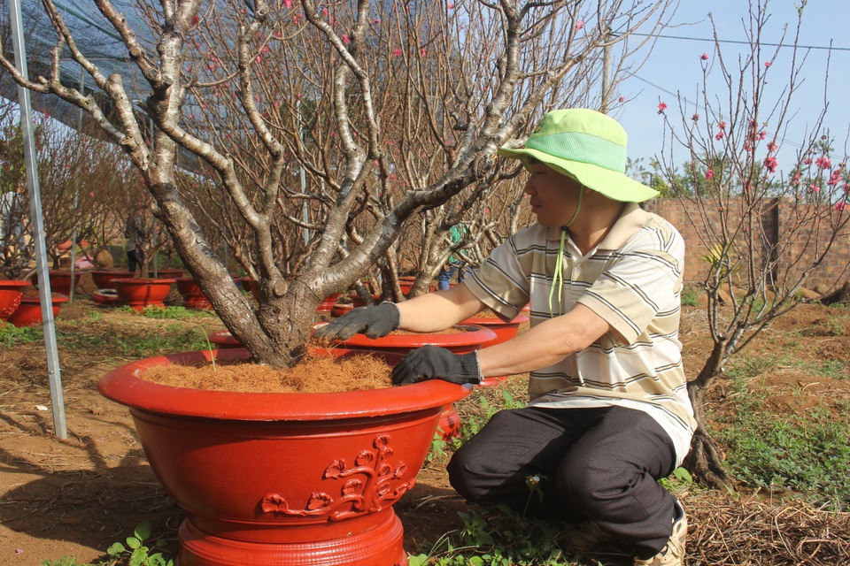 Về vùng đất đỏ banzan xem chàng trai gốc Bắc thổi hồn vào trăm gốc đào - 2 Về vùng đất đỏ banzan xem chàng trai gốc Bắc thổi hồn vào trăm gốc đào - 2