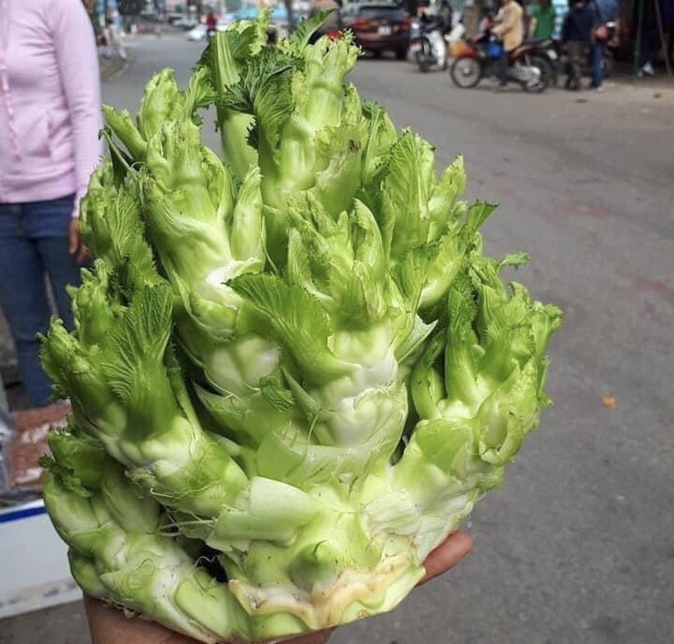 Chờ cả năm để ăn rau mầm đá, đặc sản tiến vua khiến khách săn lùng - 1 Chờ cả năm để ăn rau mầm đá, đặc sản tiến vua khiến khách săn lùng - 1