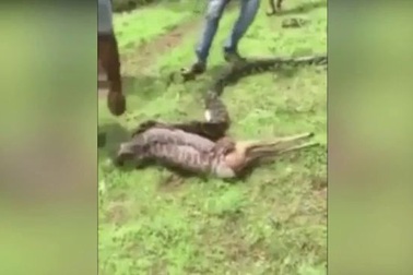 Trăn khổng lồ nuốt chửng toàn bộ con hươu chỉ trong 10 giây?