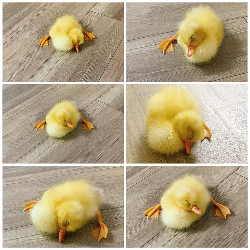 Nhật ký nuôi vịt làm thú cưng trong mùa dịch của gia đình Hà Nội - 4 Nhật ký nuôi vịt làm thú cưng trong mùa dịch của gia đình Hà Nội - 4