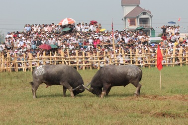 Hơn 2 vạn khán giả chen chân xem chọi trâu