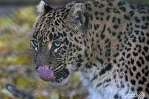 Nhà sư Ấn Độ bị báo vồ chết khi đang ngồi thiền trong rừng