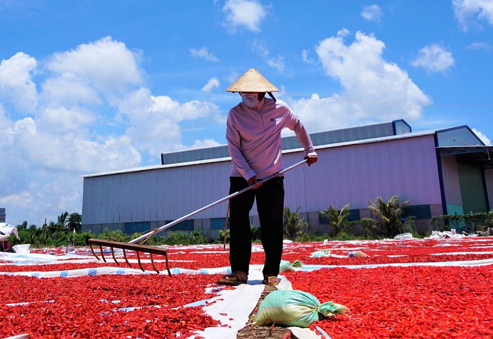 Phồng tay, cay mắt với nghề phơi ớt - 3 Phồng tay, cay mắt với nghề phơi ớt - 3