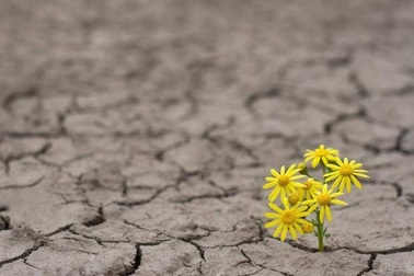 Các nhà khoa học hướng tới phát triển cây trồng chịu hạn bằng kỹ thuật di truyền