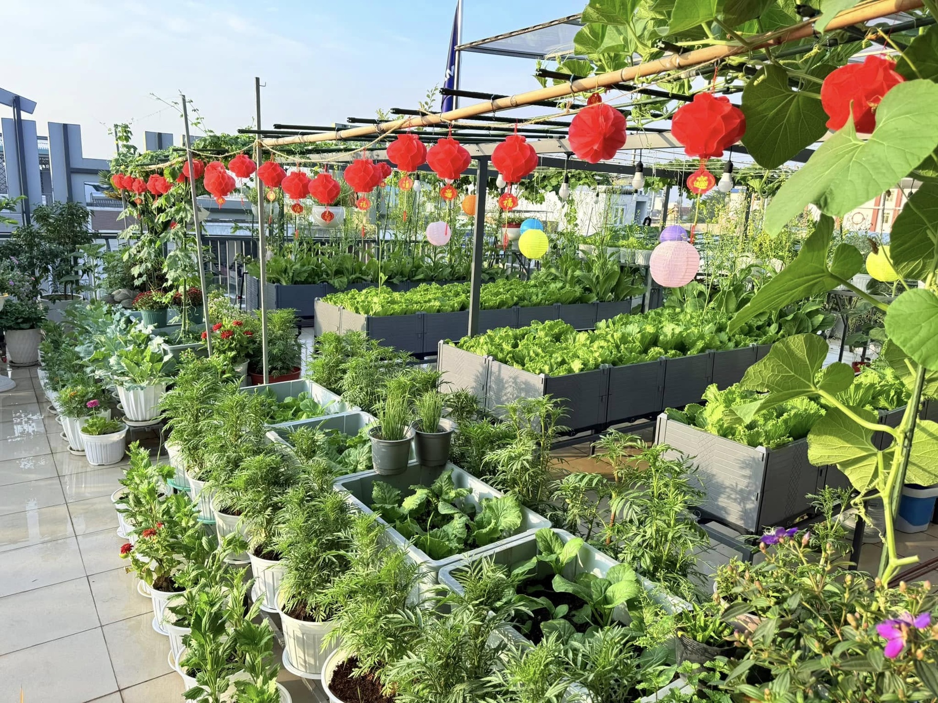 Mẹ đảm Đồng Nai trồng rau trái trên sân thượng 100m2 ăn quanh năm - 4 Mẹ đảm Đồng Nai trồng rau trái trên sân thượng 100m2 ăn quanh năm - 4