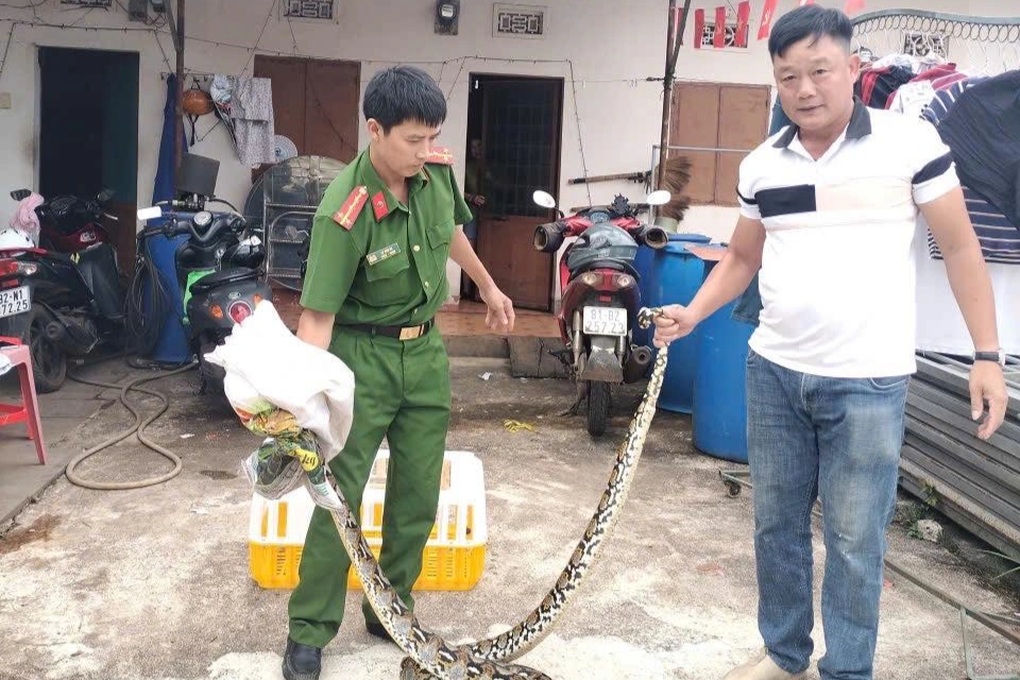 Thấy cá thể trăn nằm trên đường, người đàn ông bắt về giao nộp công an - 1 Thấy cá thể trăn nằm trên đường, người đàn ông bắt về giao nộp công an - 1