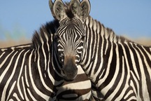 Bức ảnh hai chú ngựa vằn khiến cộng đồng mạng tranh cãi