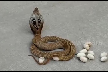 Kỳ lạ khoảnh khắc rắn hổ mang đẻ trứng giữa đường đông người qua lại