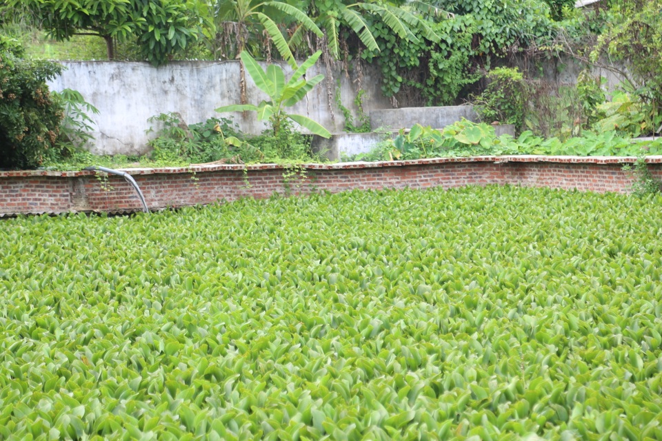 Nuôi con “chân vịt, thịt gà, da trâu, đầu rắn” thu tiền tỷ mỗi năm ở Sơn La - 5