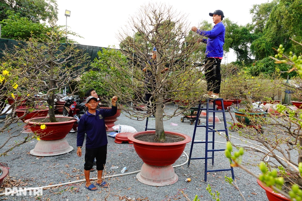 Tất bật ngày Tết, chủ vườn mai thở phào vì hết cảnh há miệng chờ sung - 2 Tất bật ngày Tết, chủ vườn mai thở phào vì hết cảnh há miệng chờ sung - 2