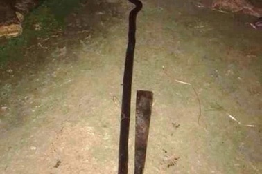 Người đàn ông bị rắn hổ mang chúa cắn chết khi cố gắng cứu đàn gà