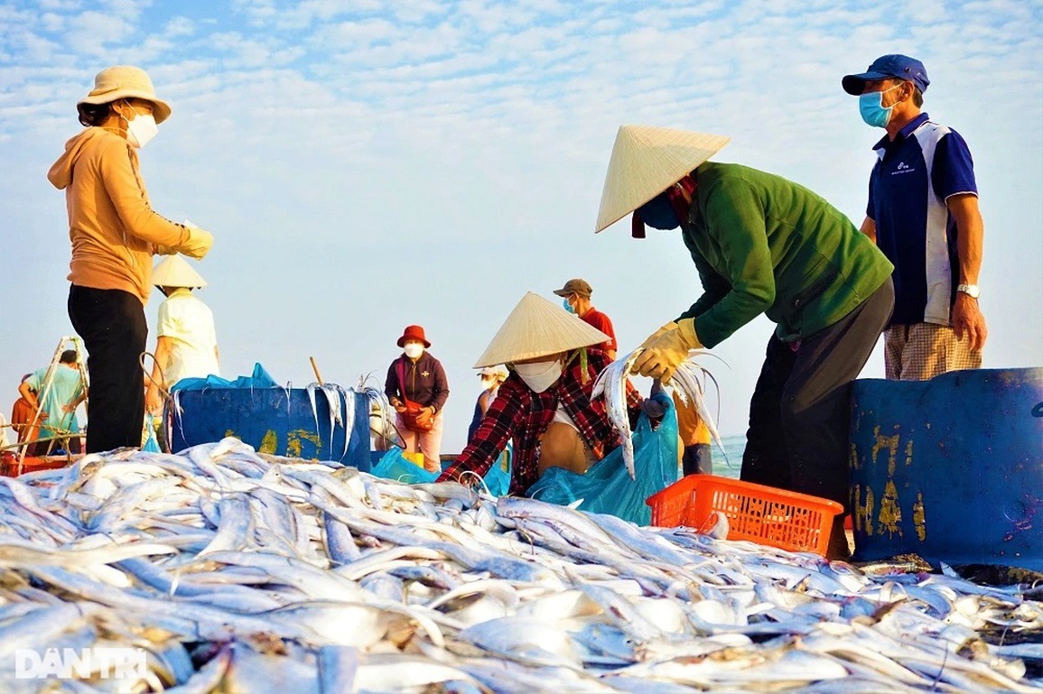 Trúng đậm những mẻ cá tí hon, ngư dân kiếm tiền triệu sau vài giờ ra khơi - 13 Trúng đậm những mẻ cá tí hon, ngư dân kiếm tiền triệu sau vài giờ ra khơi - 13