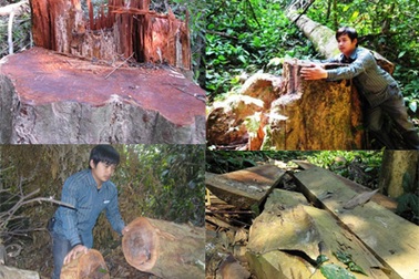 “Chảy máu” rừng Quốc gia Bến En