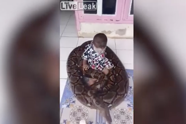 Trăn khổng lồ cuộn tròn quanh người cậu bé