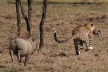 Đột kích đàn lợn bướu, báo hoa mai "rút êm" trong gang tấc