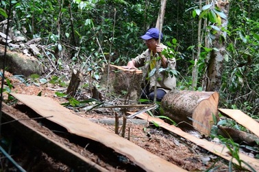 Hai cây gỗ hương quý bị lâm tặc đốn hạ tại VQG Yok Đôn