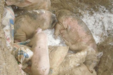 "Khai quật" lợn tai xanh làm giò chả?  